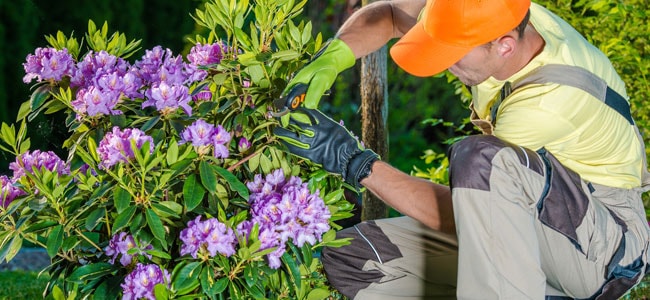 Gardener Taking Care of Flowers