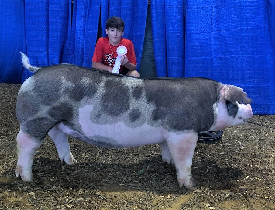 Judd Crownover
2021 Tennessee State Fair
Reserve Champion Spot Gilt