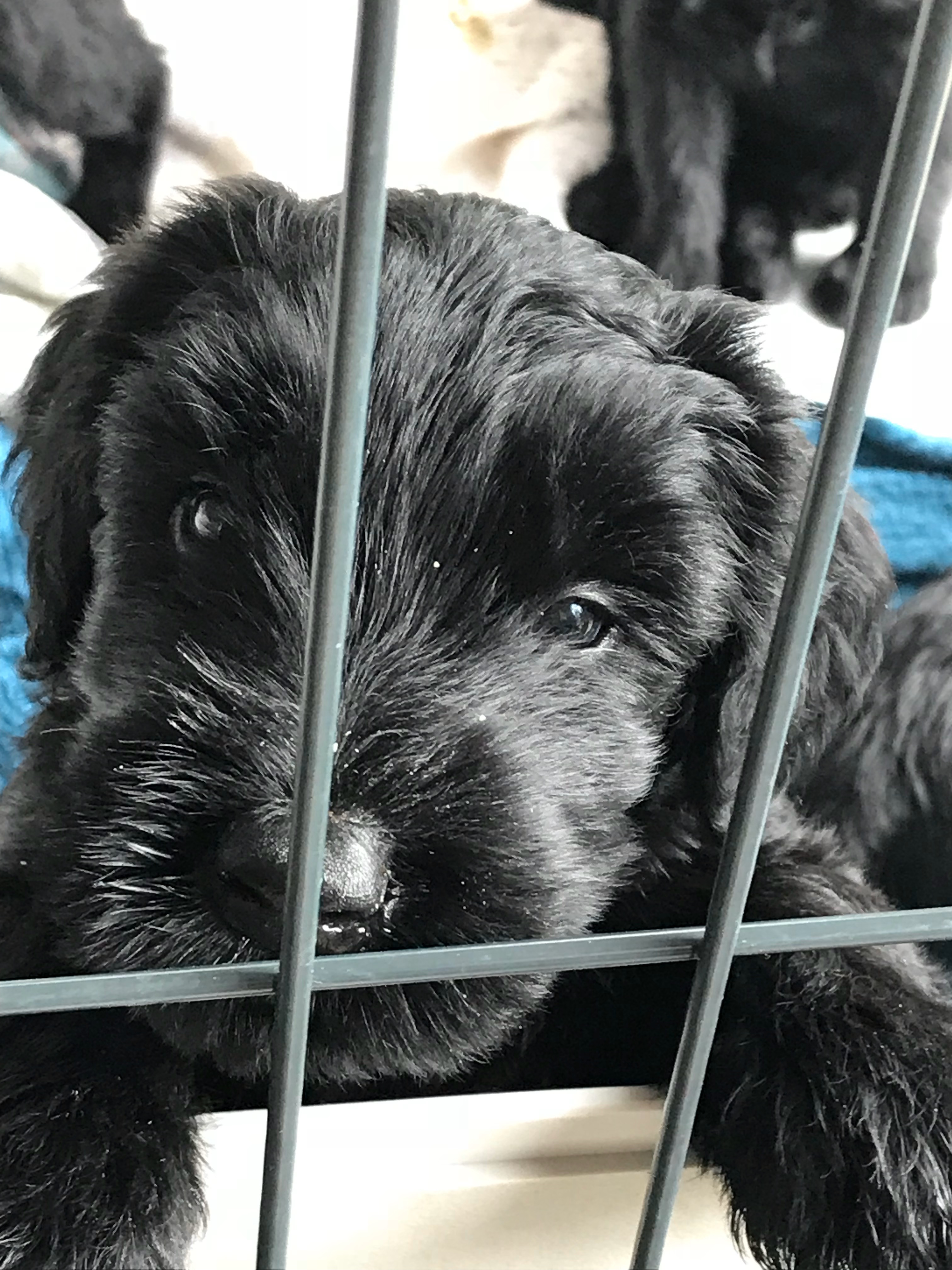 https://0201.nccdn.net/1_2/000/000/13f/e19/Jazz-pup-1.jpeg