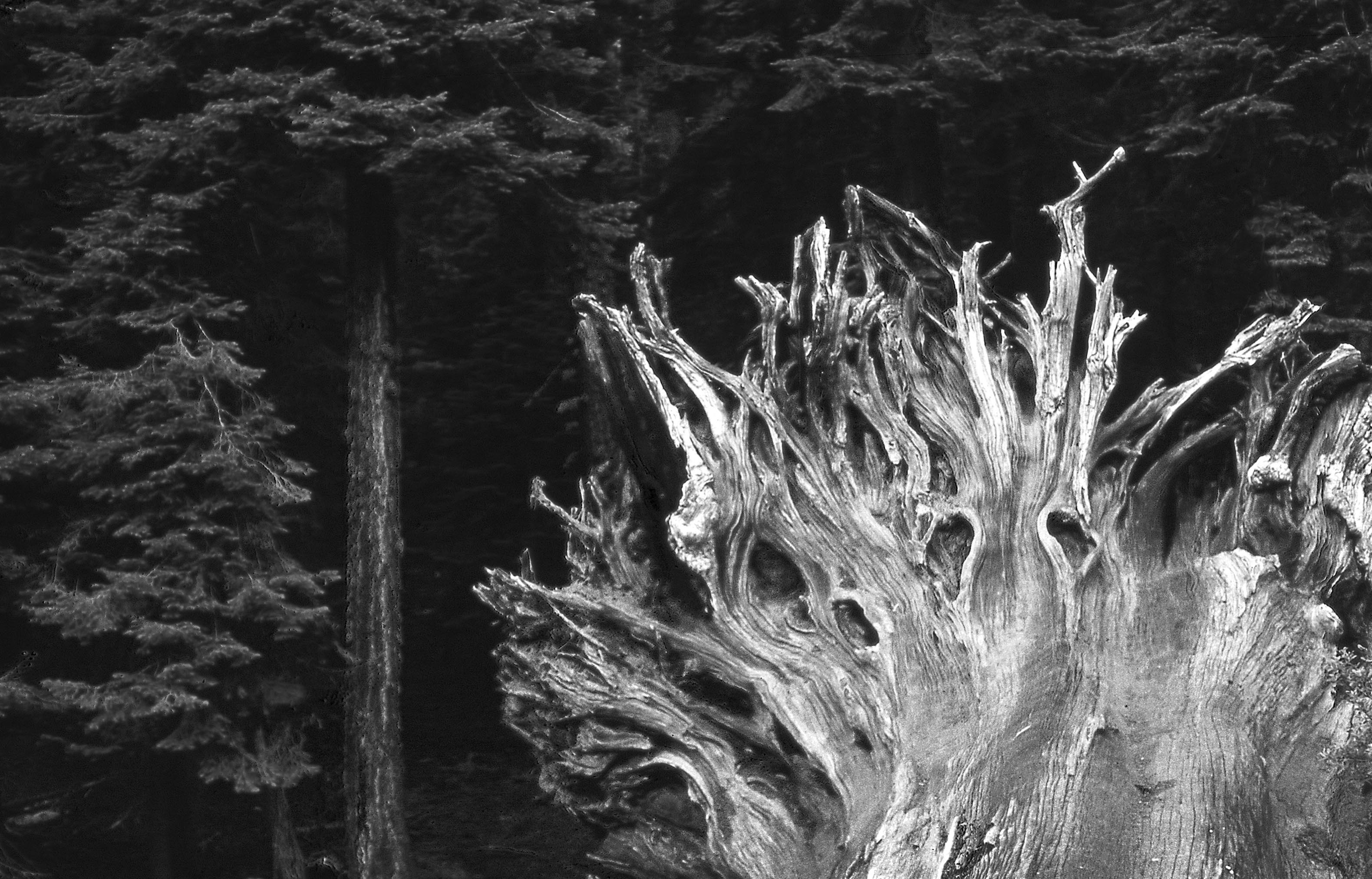 Crescent Meadow Fallen Giant