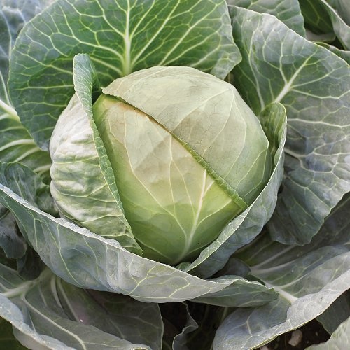 Cabbage Gallican Cabbage Gallican