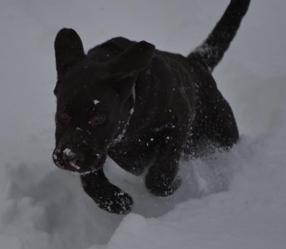 Dog Playing in the Snow