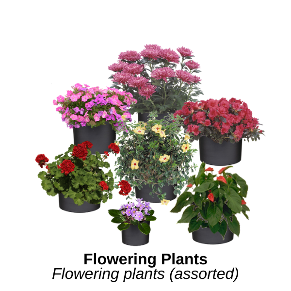https://0201.nccdn.net/1_2/000/000/140/5ee/flowering-plants.png