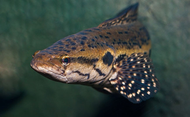 Fishing Blackwater National Wildlife Refuge | Fishing Charters
