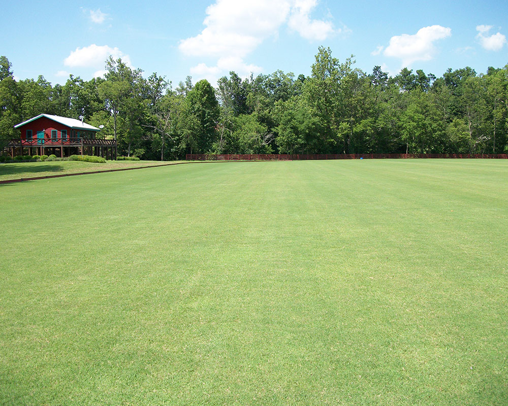 Riviera Bermudagrass on a Polo Field in Eastern Kentucky