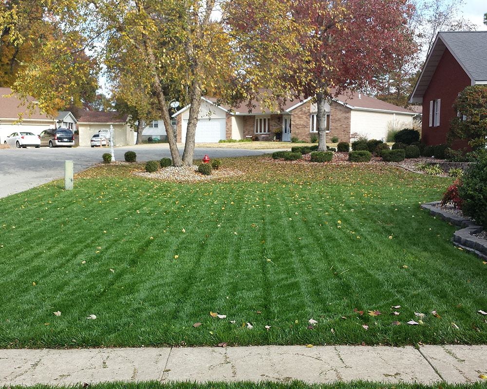 The Hogan Blend Turf-Type Tall Fescue in Illinois