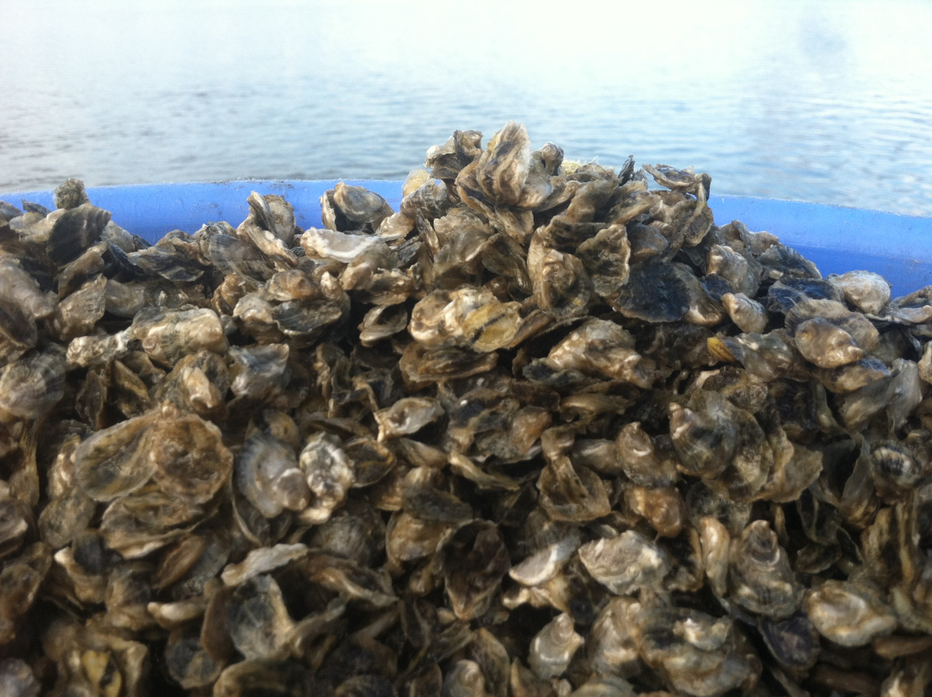 10 YEARS OF OYSTER PRODUCTION FOR 
UNIVERSITY / COMMUNITY BASED OYSTER GARDENING RESTORATION