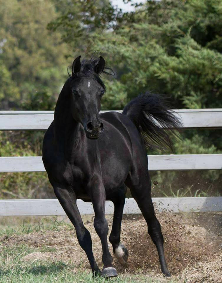 Luxor: Came to Positive Way at eighteen months to live and go through all of Positive Way's training programs!