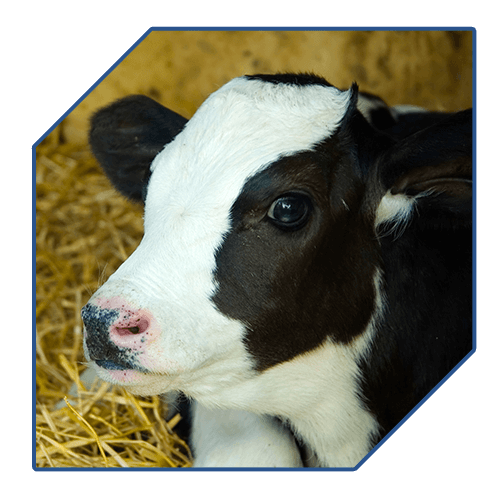 DIPROVET - Venta de equipos veterinarios