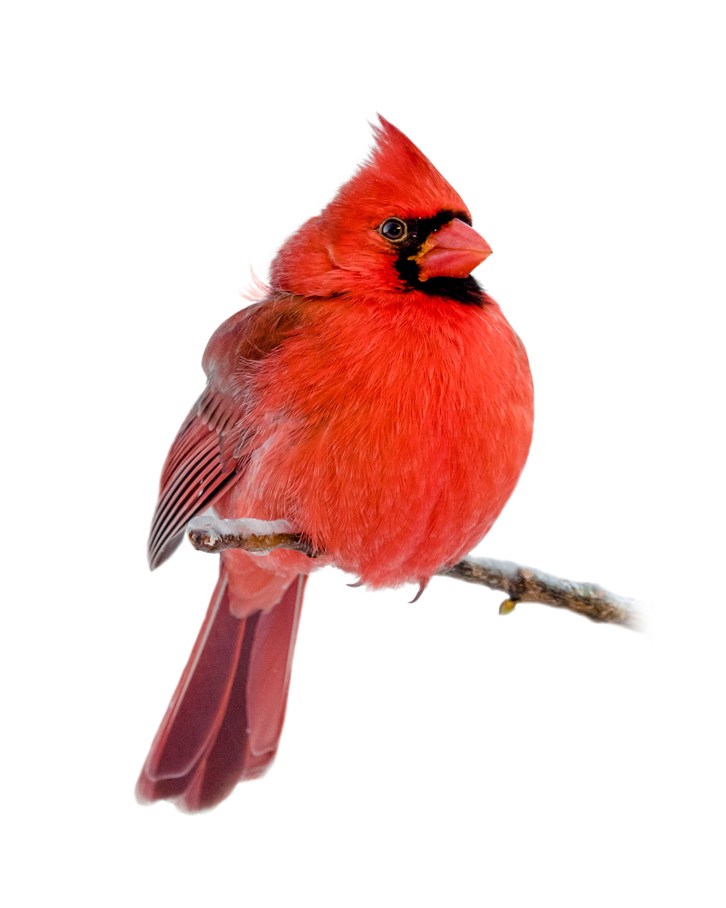 Northern Cardinal 25