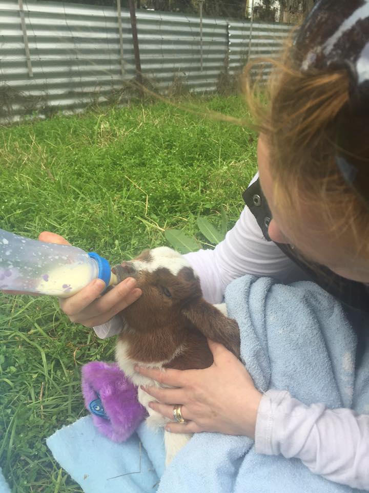 Sara helping save the life a new born goat after being rejected by its mother. We did manage to get as much colostrum out of the mother goat as possible to be able to help.