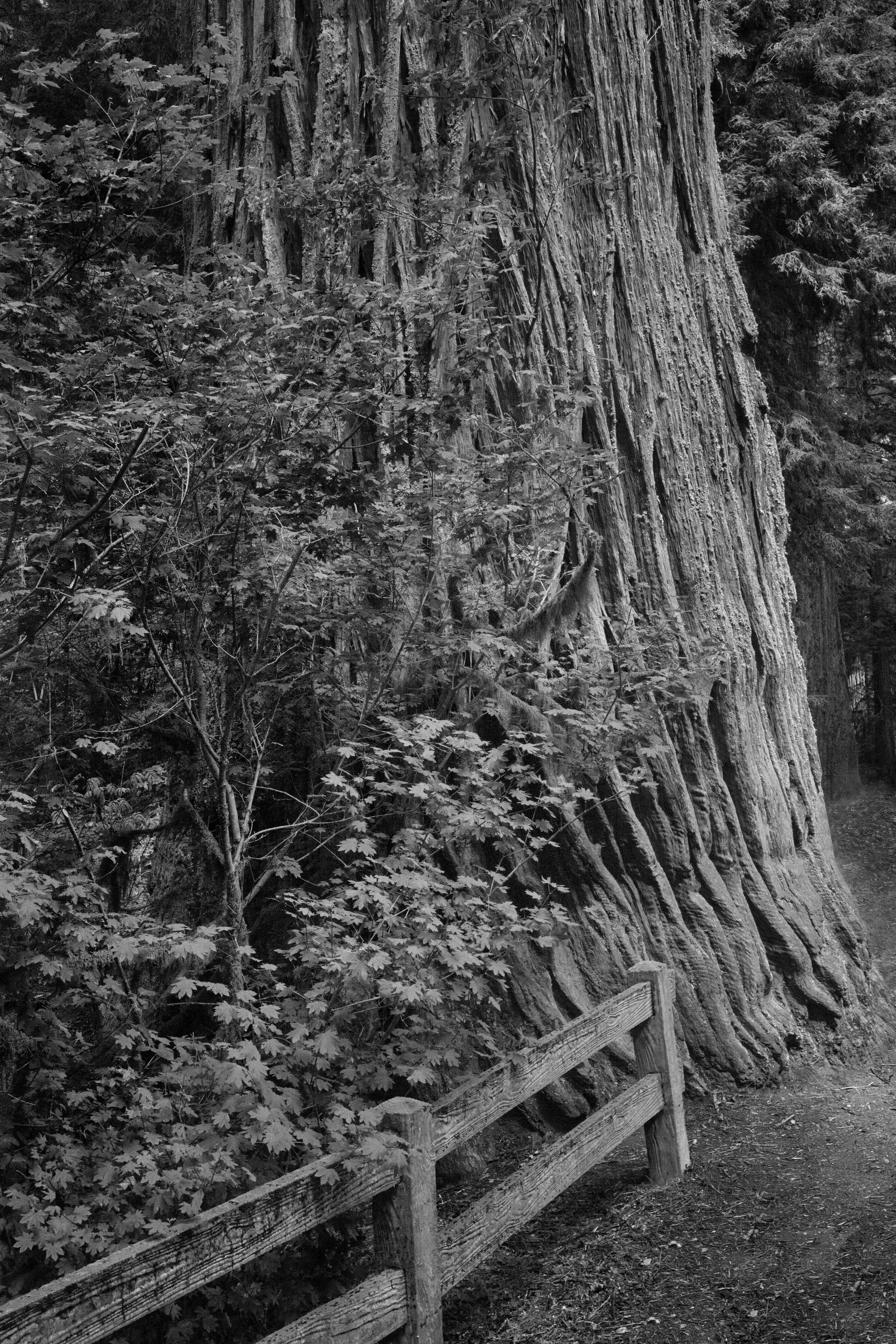 Jedediah Smith Bench and Path