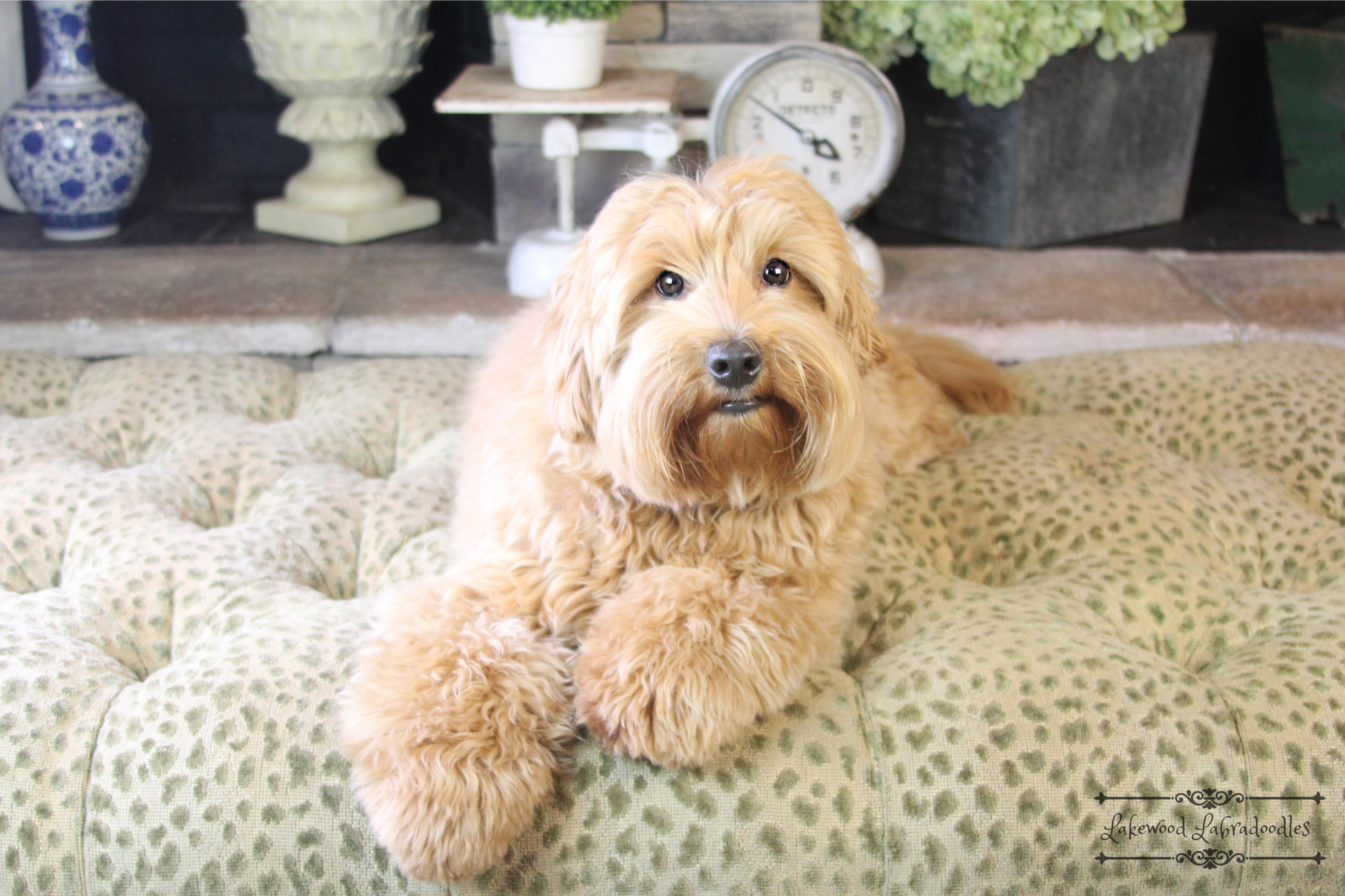 Female Australian Labradoodles Dog Breeding Experts Winter Haven