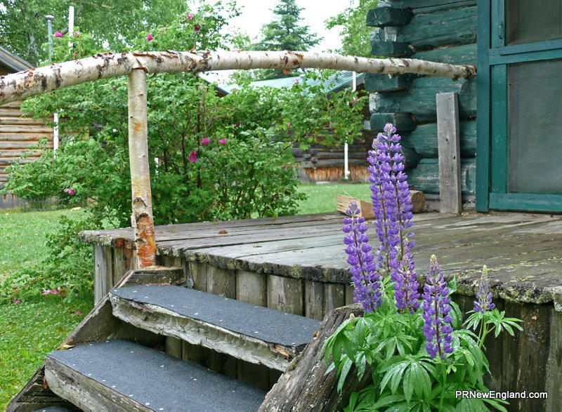 Lupines in the Springtime