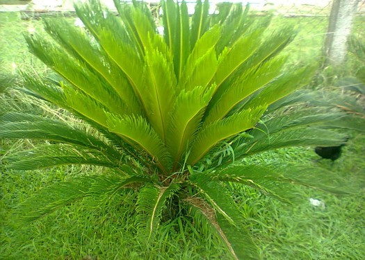 Rosales 
