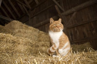 York Adopt A Pet Farm Cat Program
