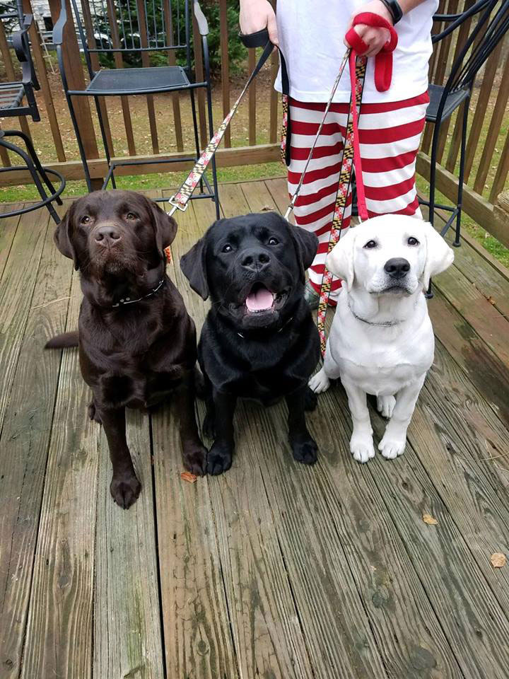 Three Dog Trainees
