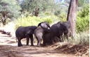 Africa Safari Elephants