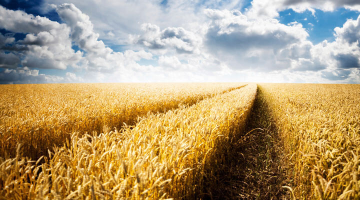 Geyser - FERTILIZANTES PARA HORTALIZAS