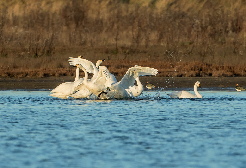 Bewick's Swans communicating.