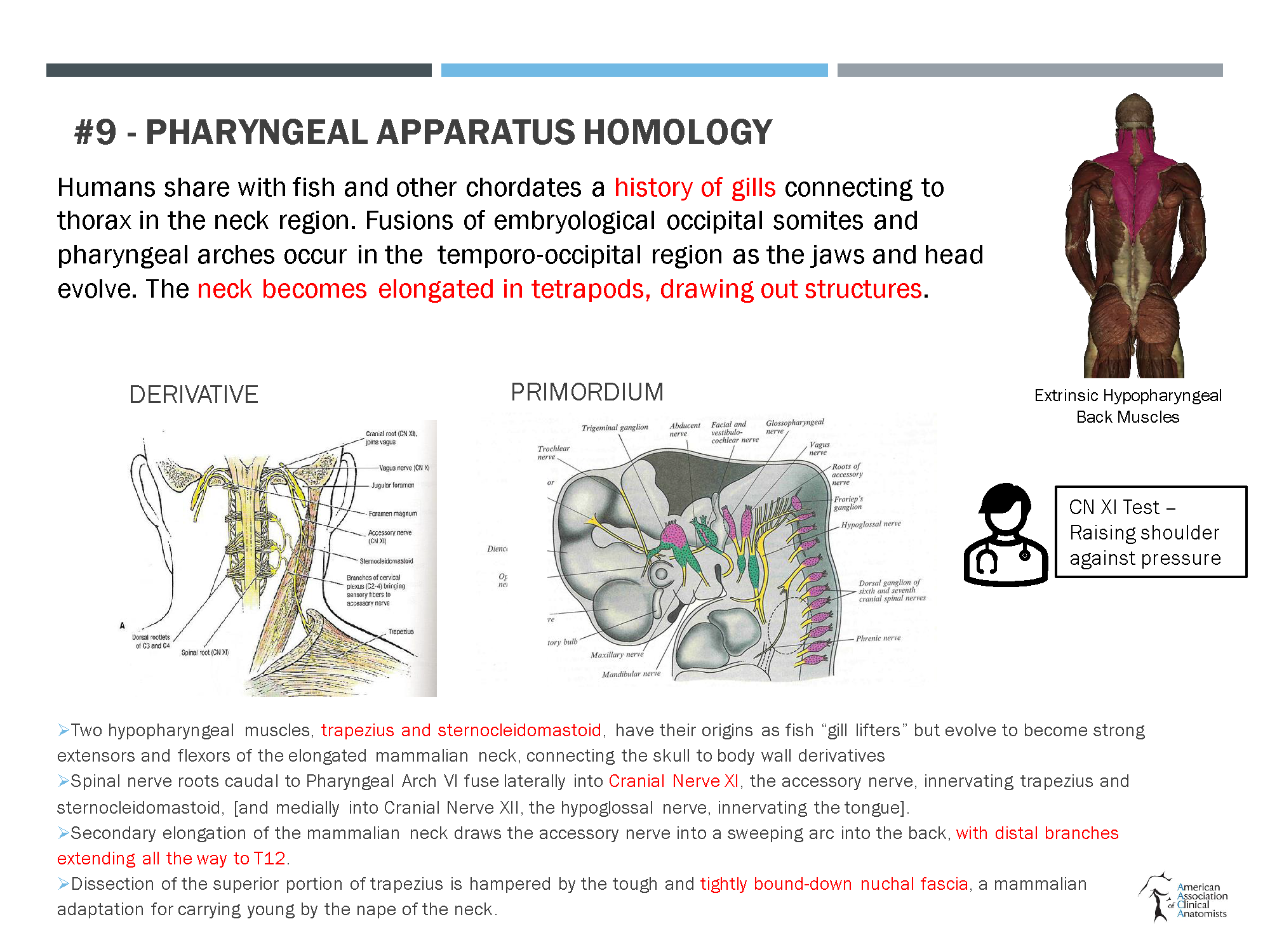https://0201.nccdn.net/1_2/000/000/144/d5e/boaz-aaca-template-2021-onto-phylogenetic-dissection-of-the-back.png