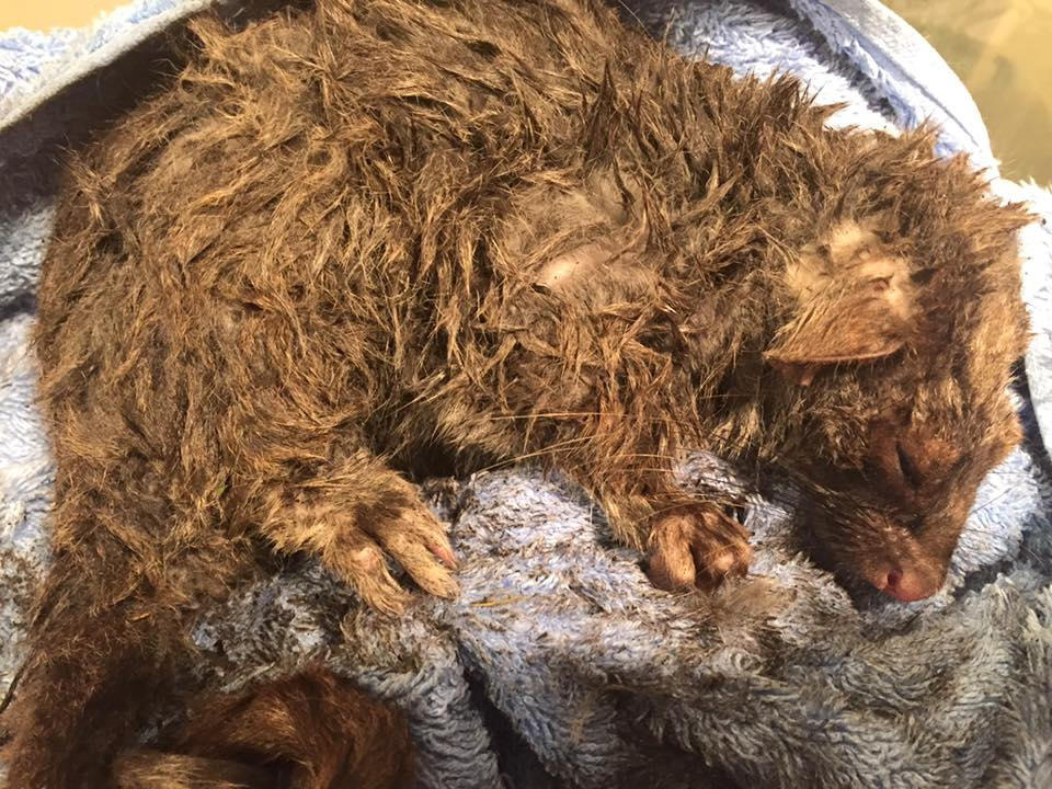 This poor girl was rescued by Devon Meadows CFA after a fire broke out in the local area. Jasmine as we called her after her rescuer was released a week later after a full recovery.