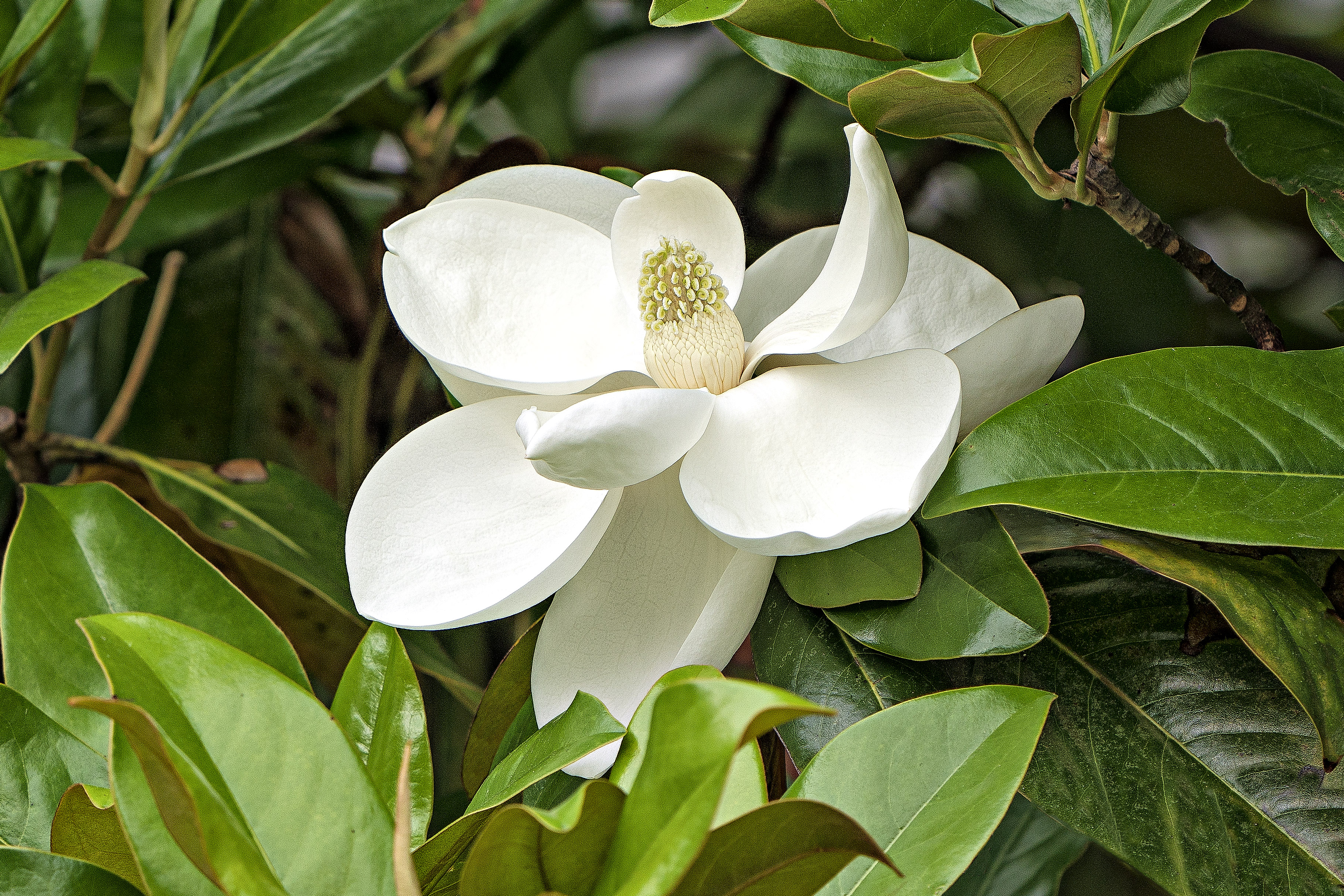 Marvelous Magnolia
