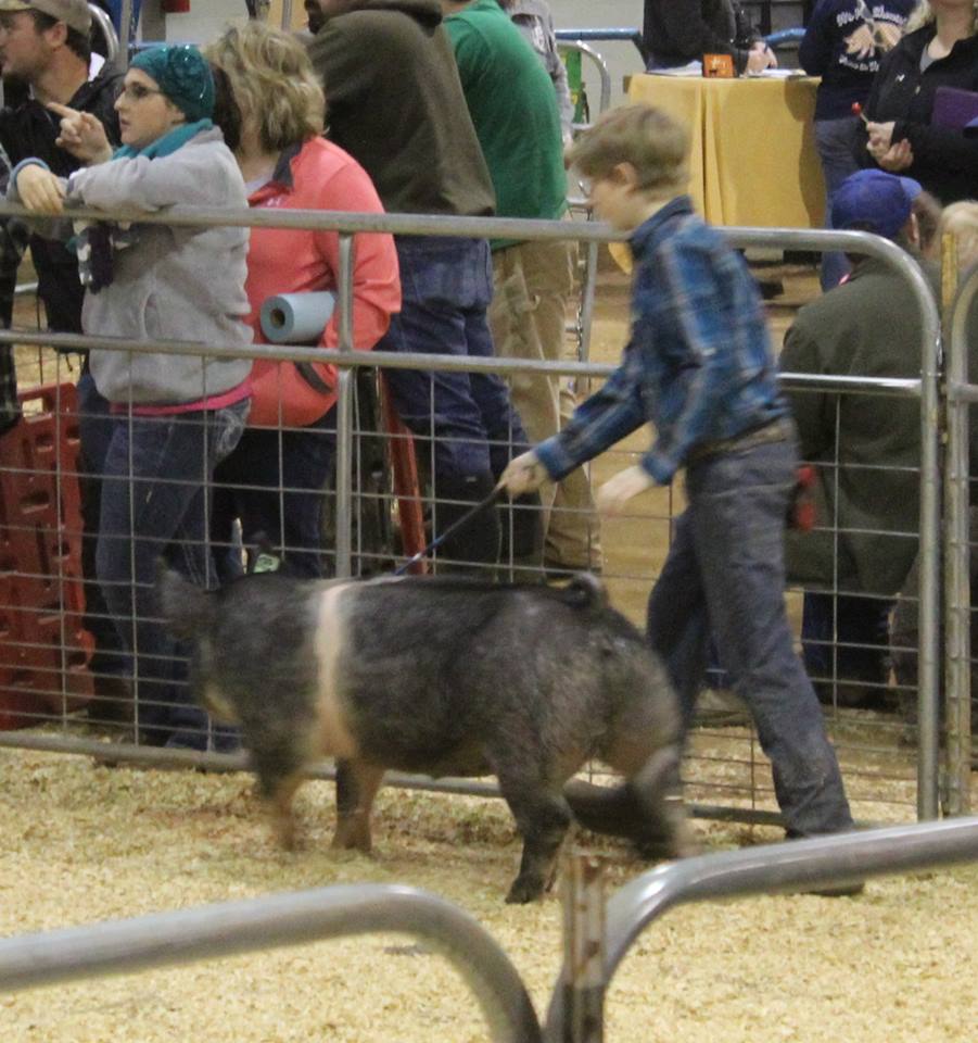 https://0201.nccdn.net/1_2/000/000/145/b24/2016-TN-State-Market-Hog-Show-boy2.jpg