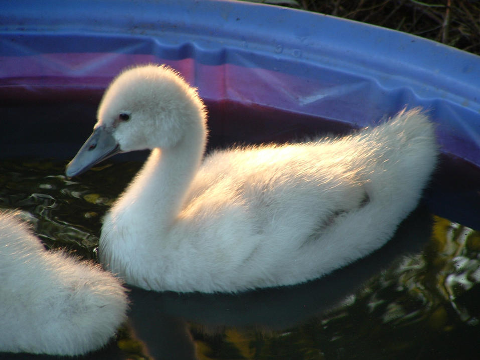 Baby Swan