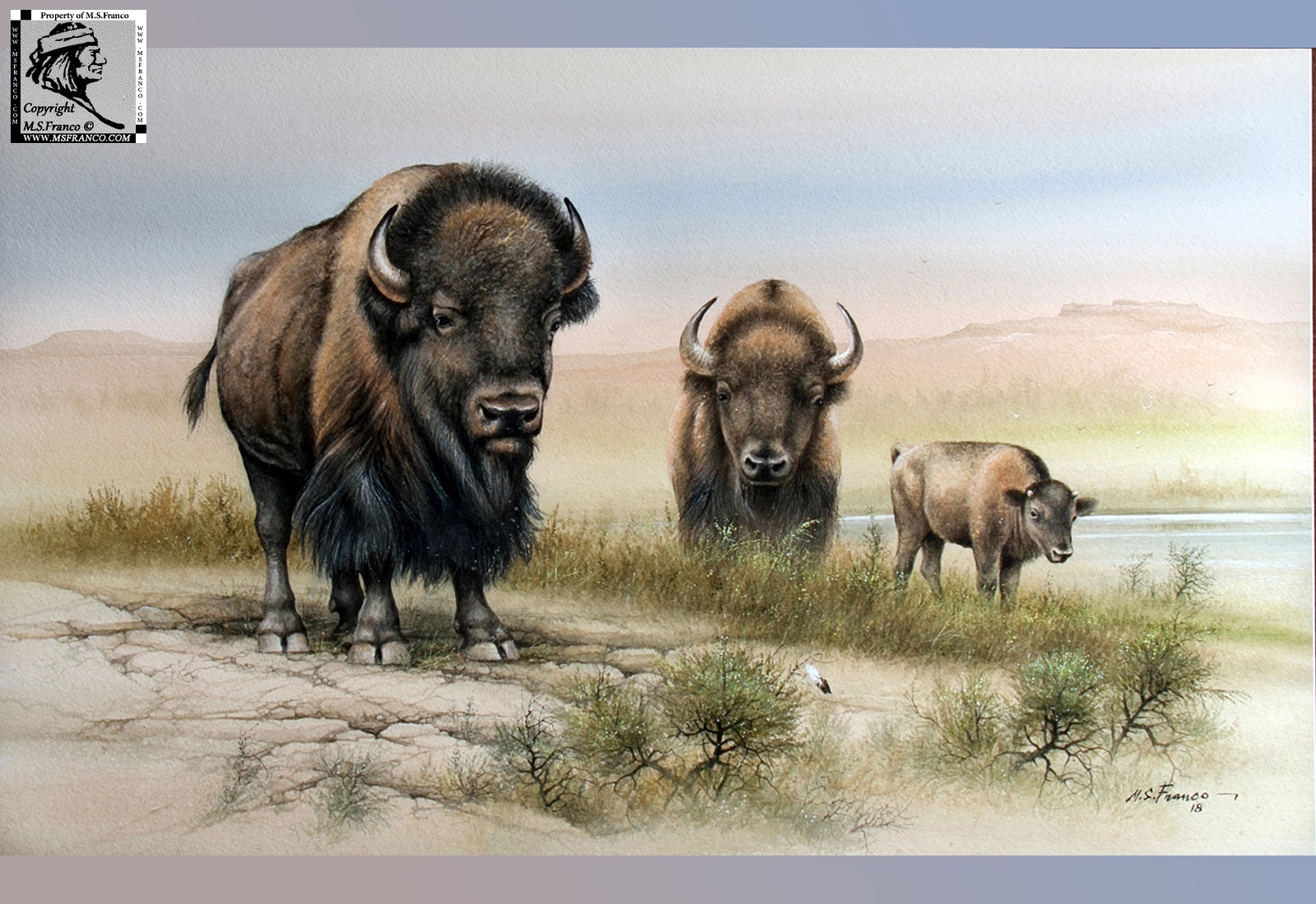 " Buffalo at Goodnight Ranch "