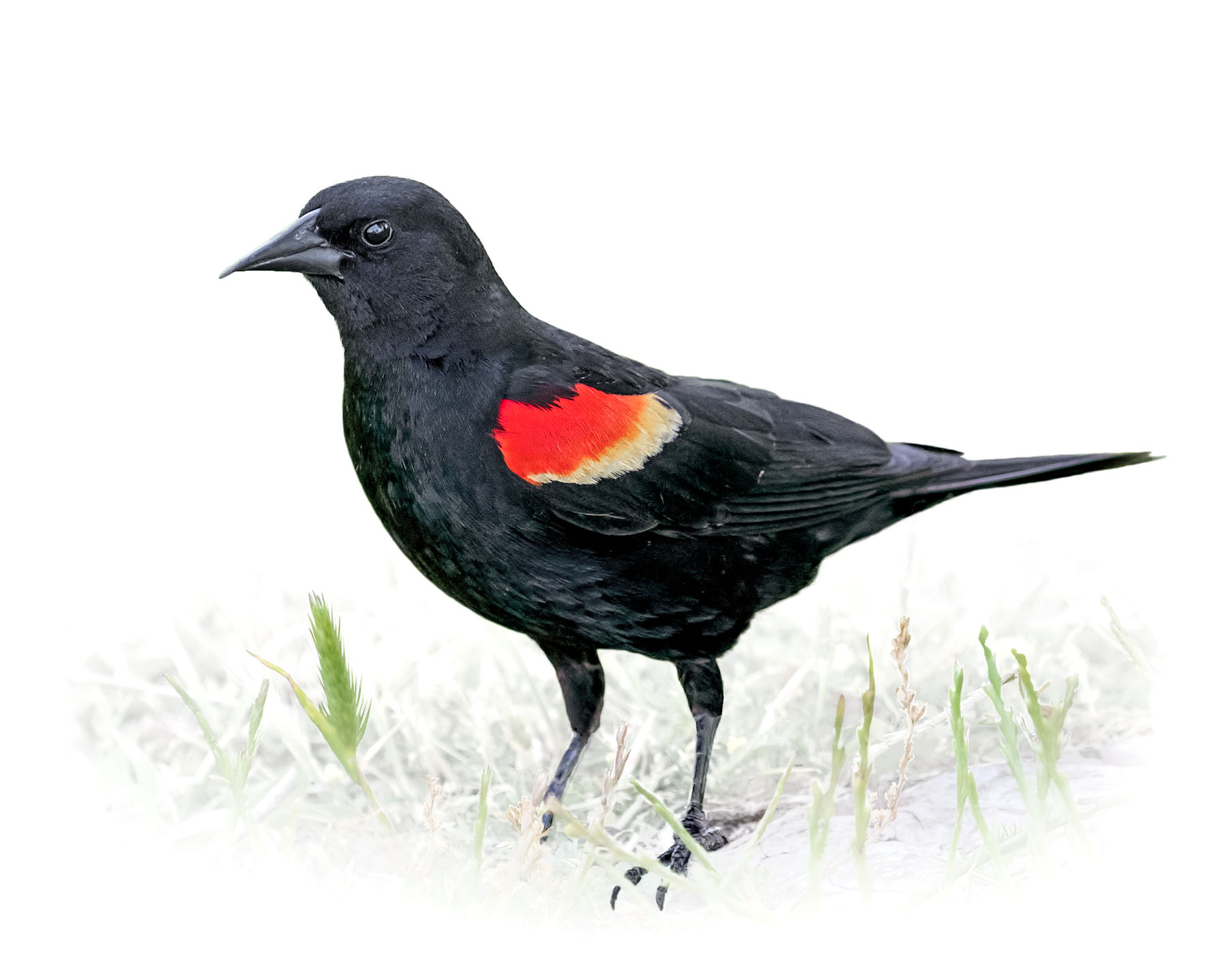 Red-winged Blackbird 6