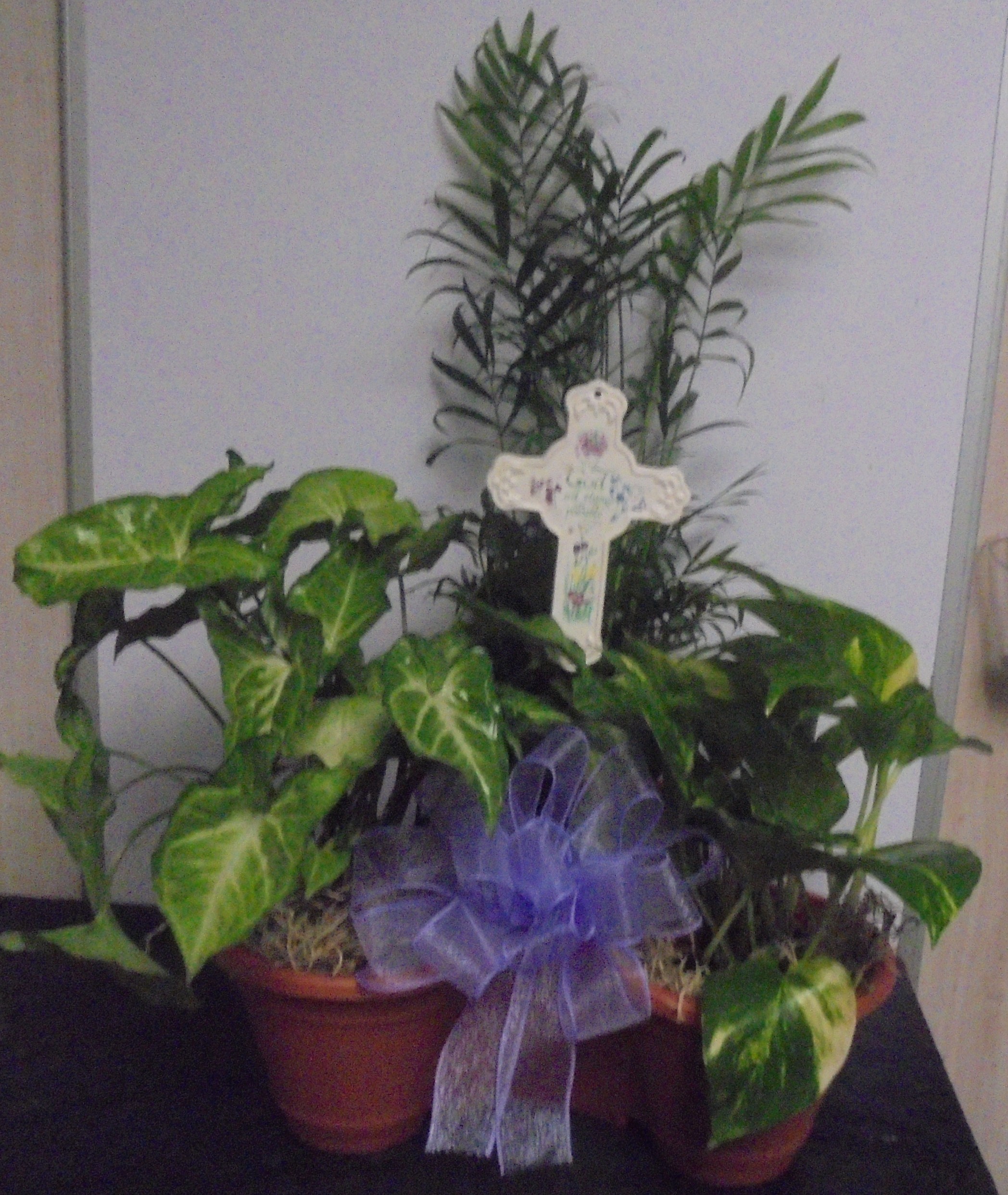 (2B)  "Three Plant Combo
W/ Cross
$60.00