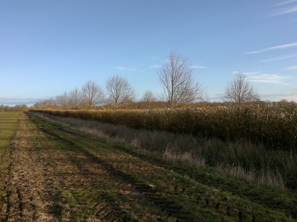 Hedge Cutting - Suffolk 
