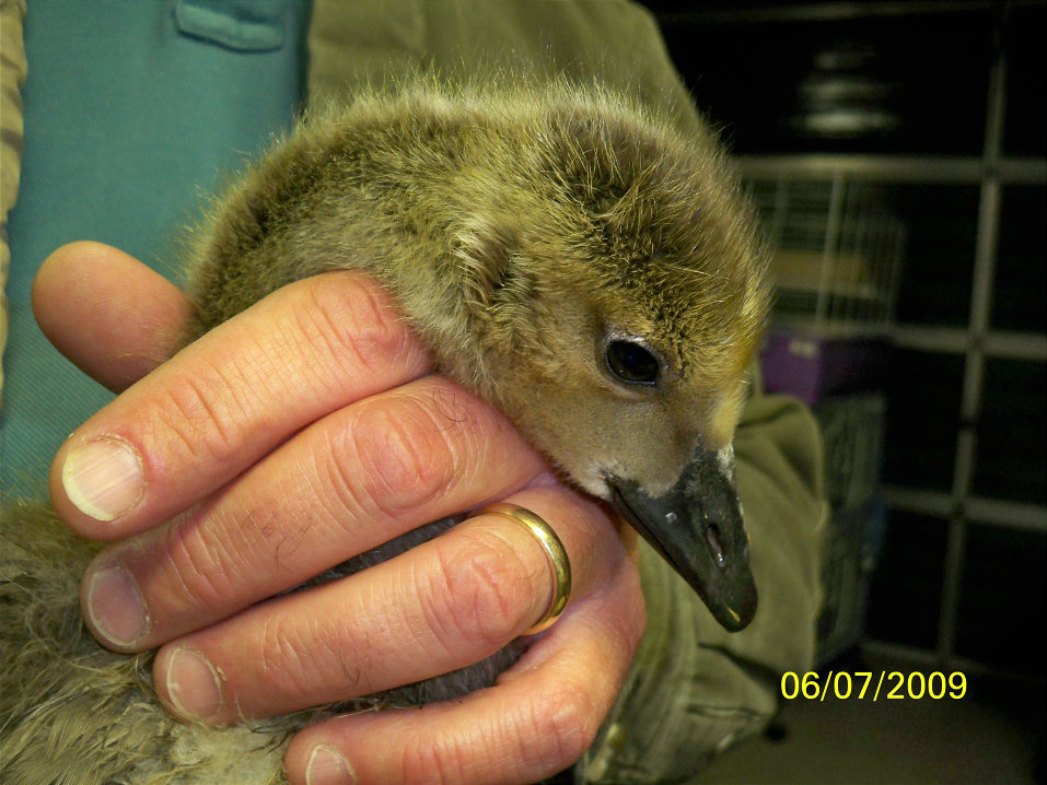 canadian goose baby