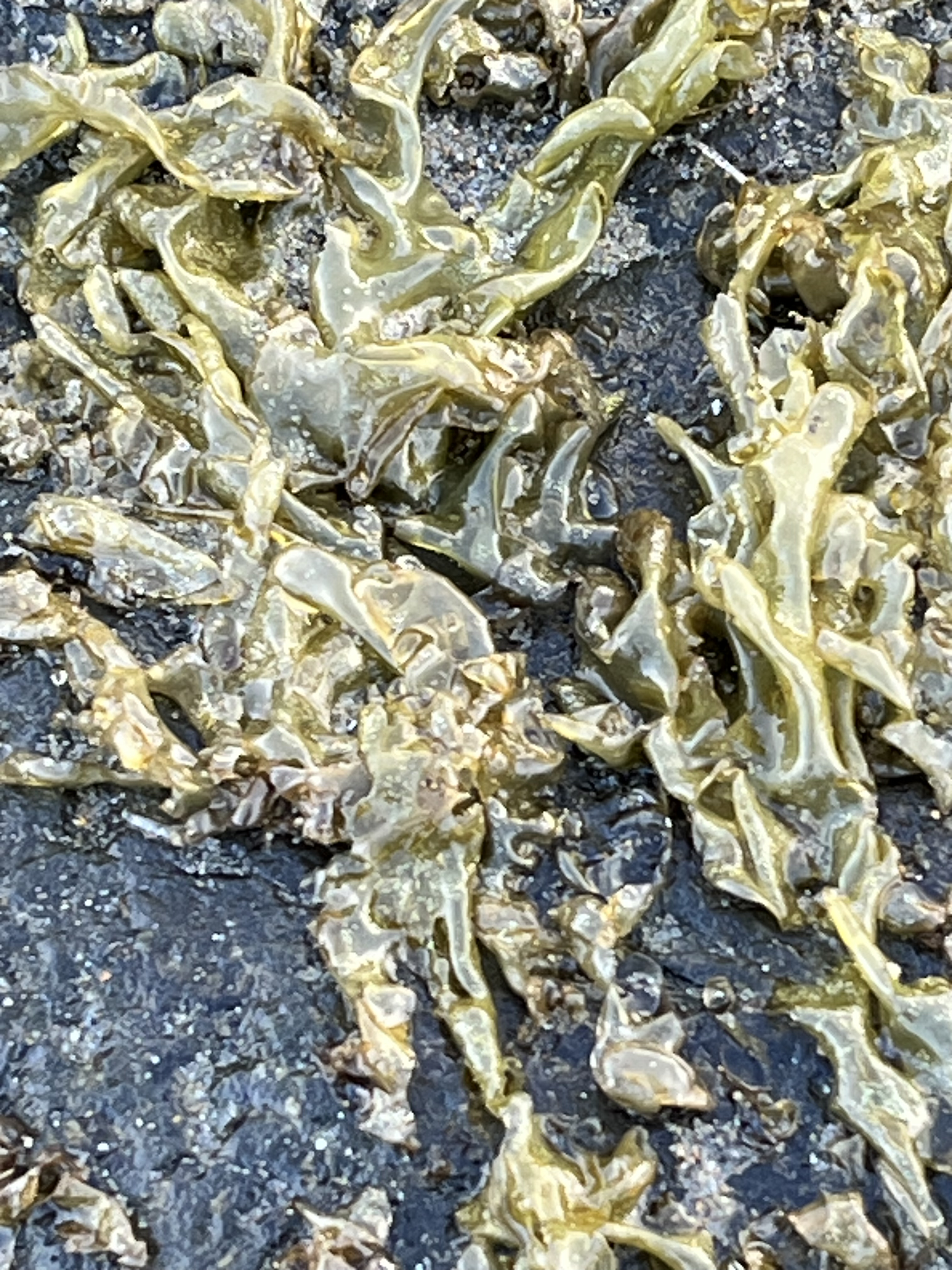 Nori  Pyropia spp, (formerly Porphyra) 