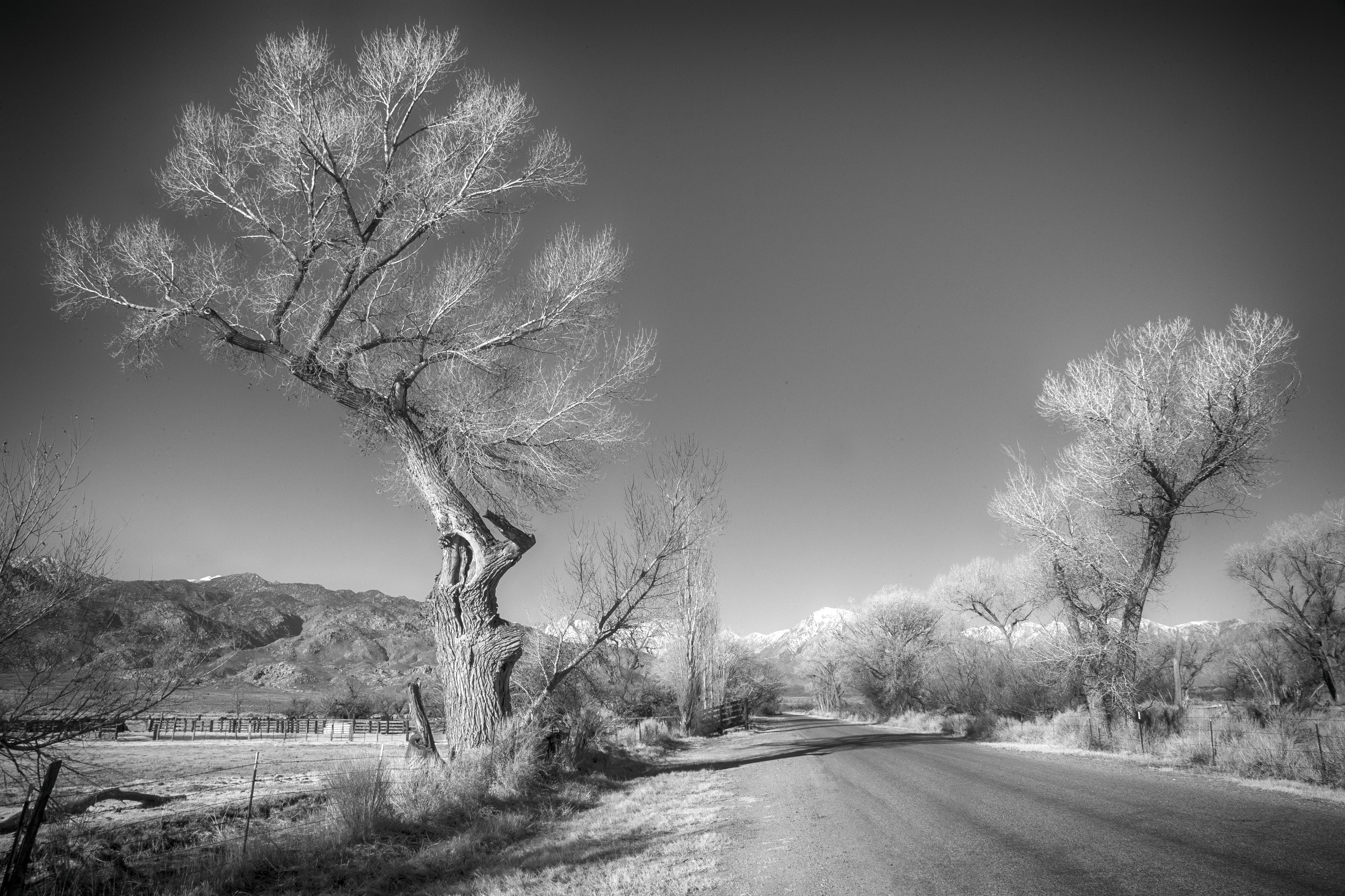 Lone Pine Fall Scene
