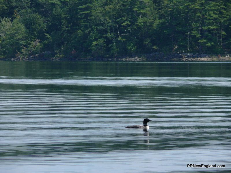 Lone Lake Loon