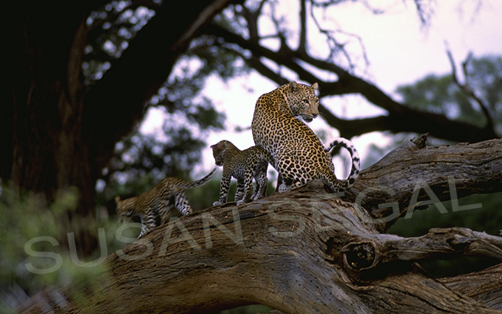 Mother & Baby Leopards - Kenya