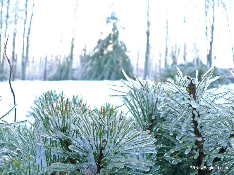 Icy Pine Needles