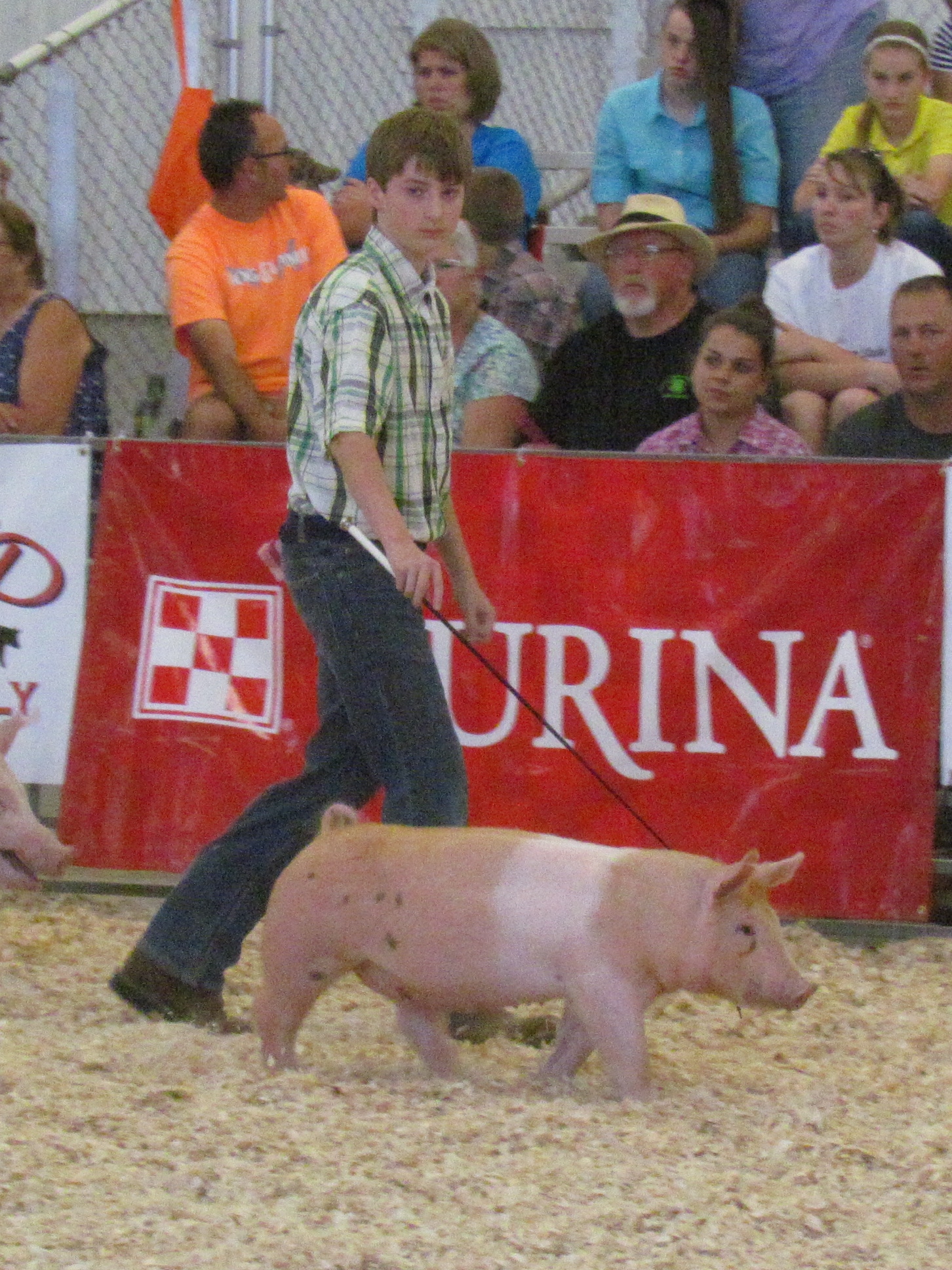 Mertz Family
Clay County Fair:
3rd Overall
1st, 2nd and 3rd in class