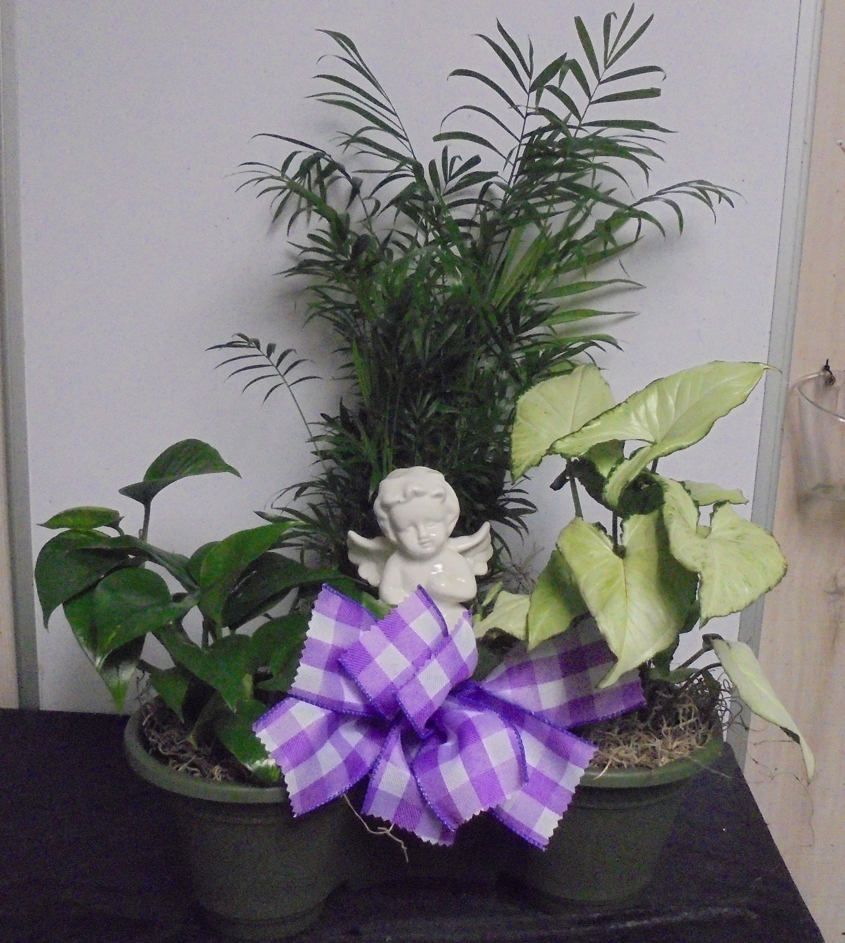 (2B)  "Three" Plant Combo
W/ Angel
$50.00
