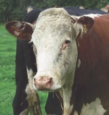 Hereford x cattle at Ballingham Court