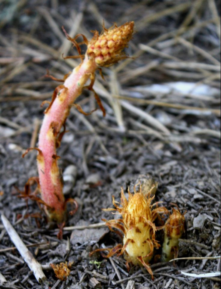 https://0201.nccdn.net/1_2/000/000/148/5db/Fungi---29--735x960.jpg