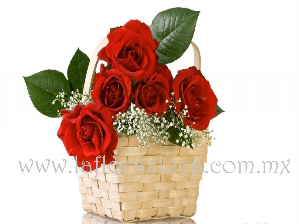 MD - 108  $580
Canasta de 6 Rosas acompañado de Gypsophilia