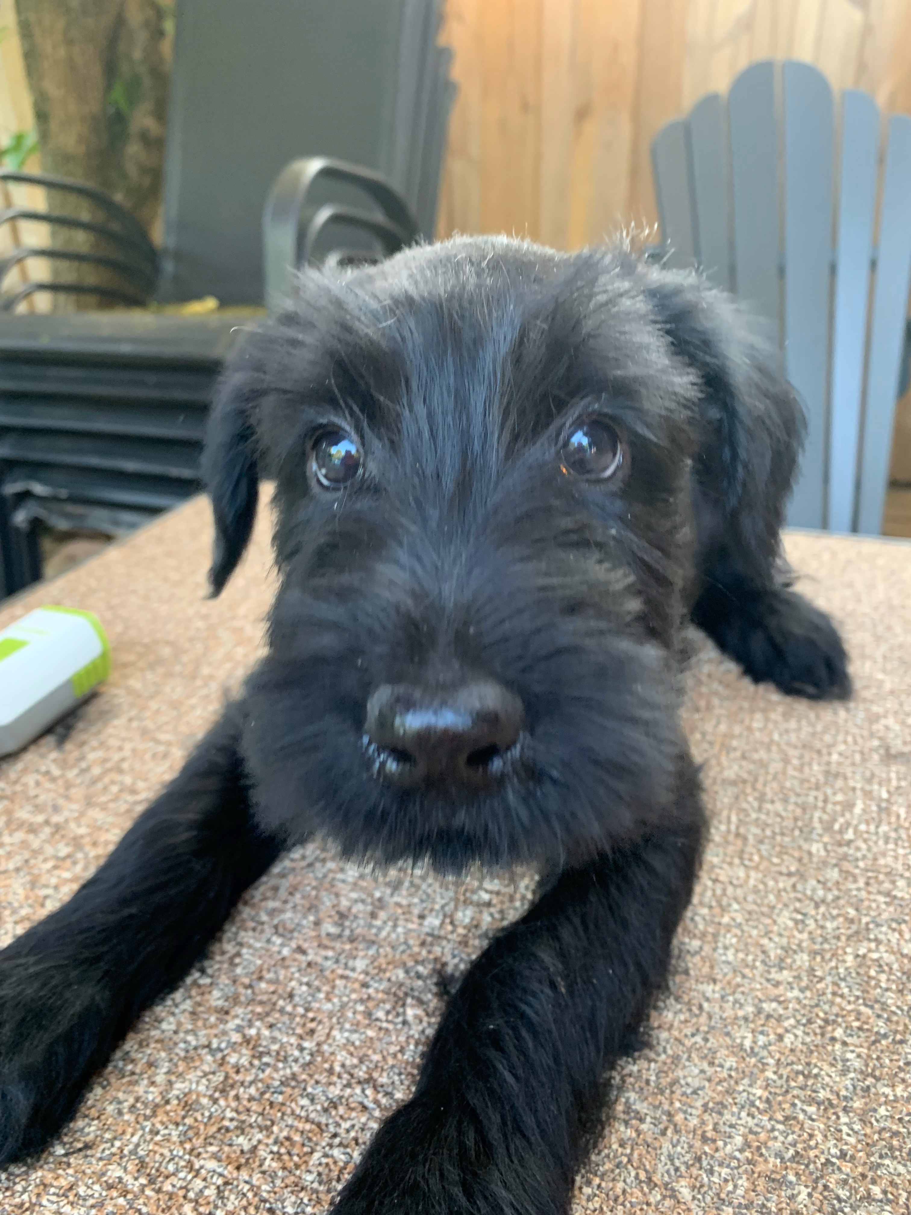 https://0201.nccdn.net/1_2/000/000/148/eef/Puppy-34.jpeg