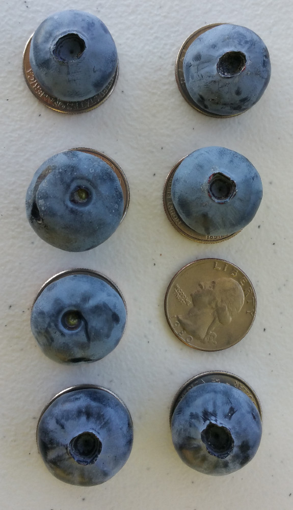 Quarter Sized Draper Blueberries 2016