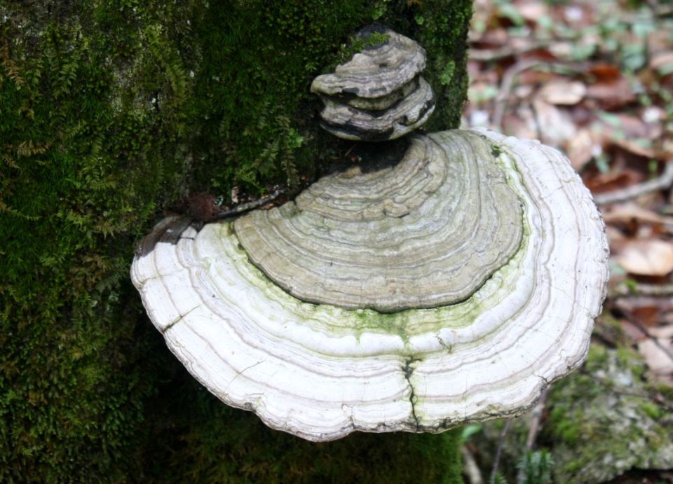 https://0201.nccdn.net/1_2/000/000/149/2a4/Fungi---18--960x691.jpg