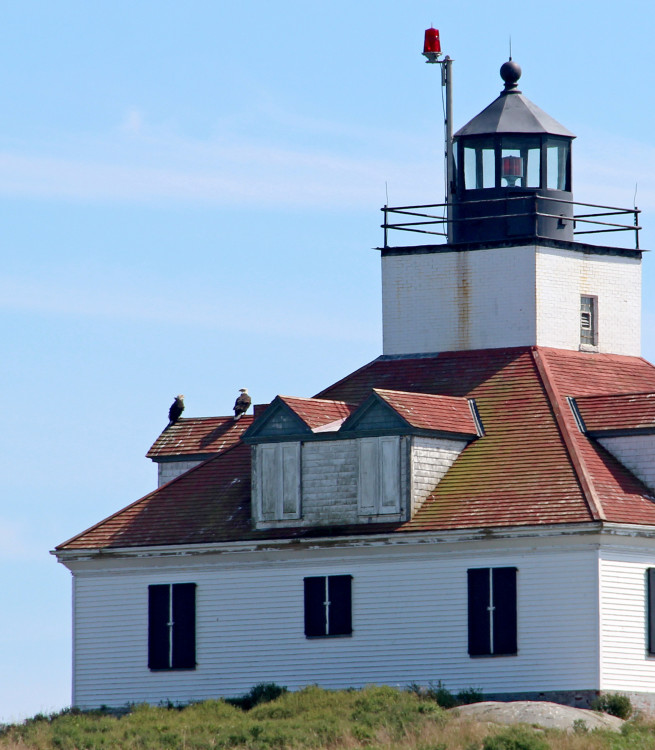Bald Eagles on Lighthouse in Frenchman's 
Bay near Acadia National Park, Maine