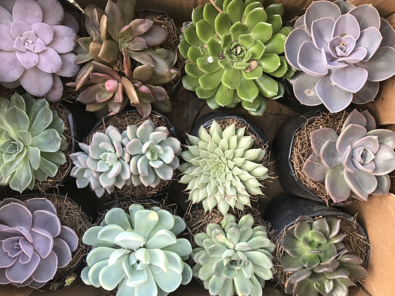 Suculentas
