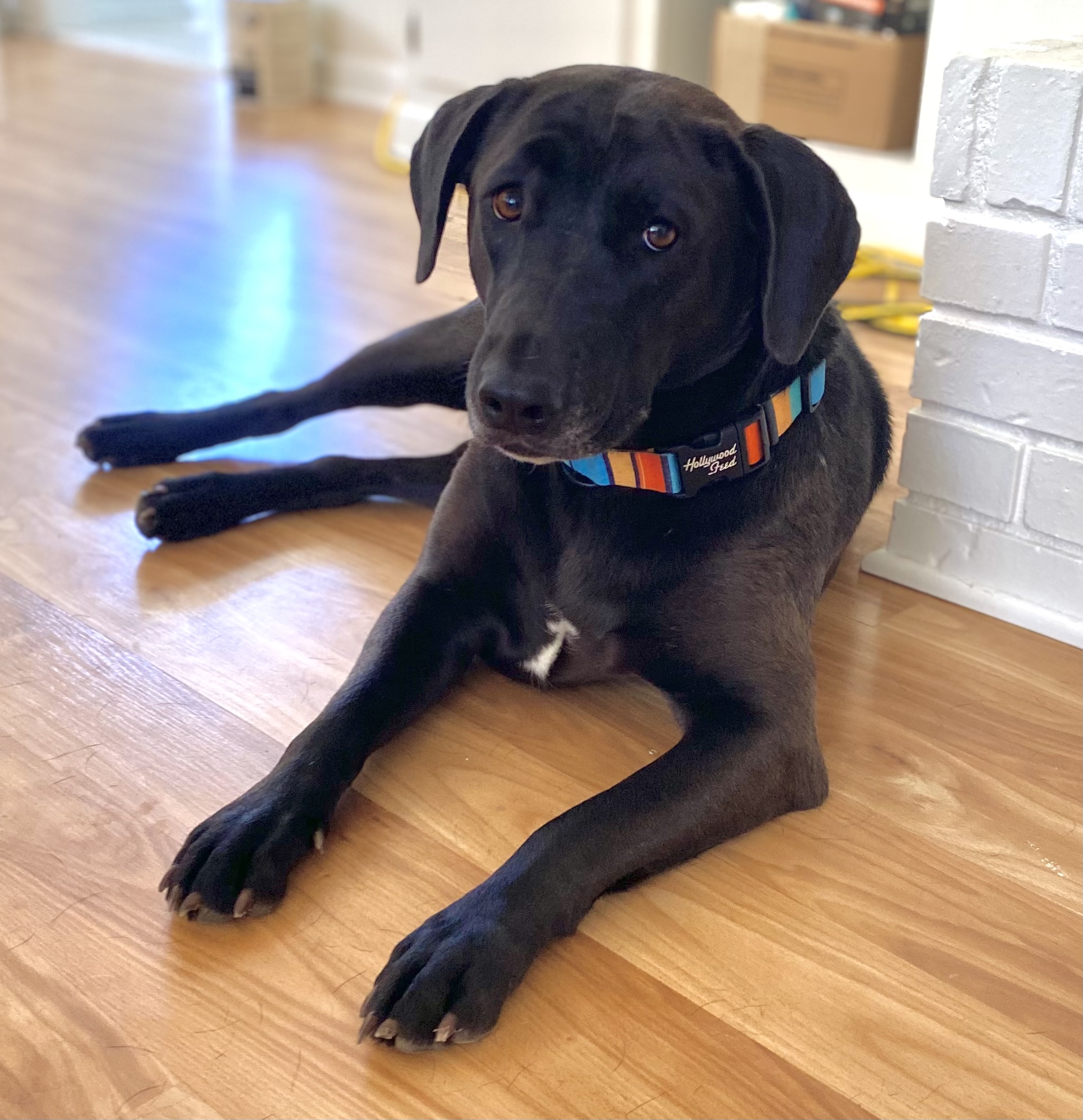 A black dog with a colorful collar on, laying on the floor